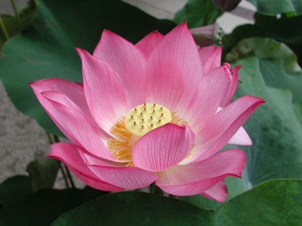 Lotus lilipads at Florida Nature Culture Center - SGI