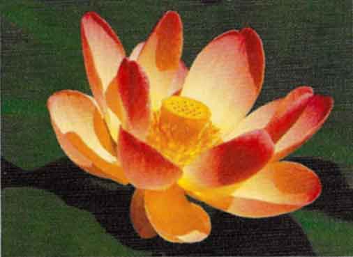 Lotus Blossom, the symbol of the Lotus Sutra, King of Happiness